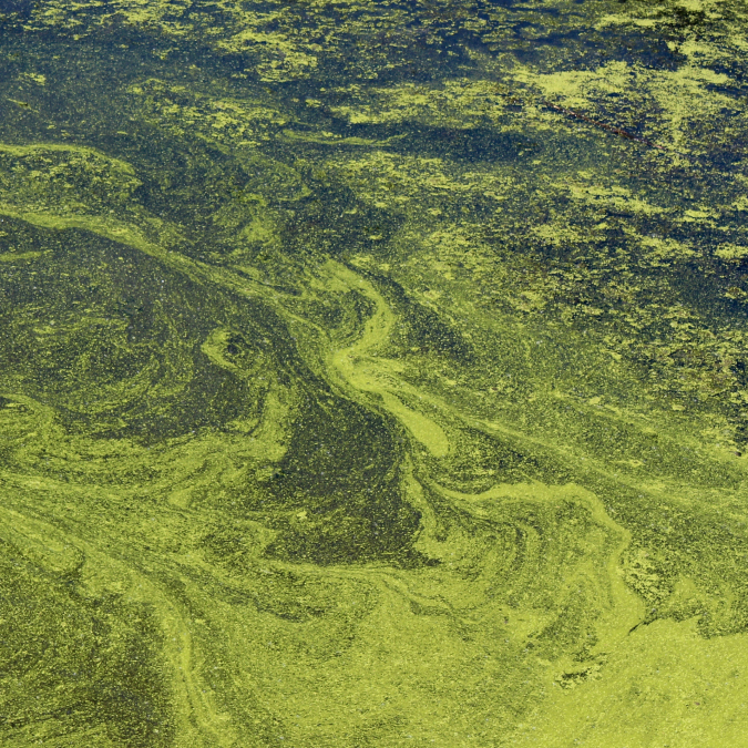 Algae In Water