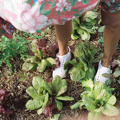 Jeffersons in the garden